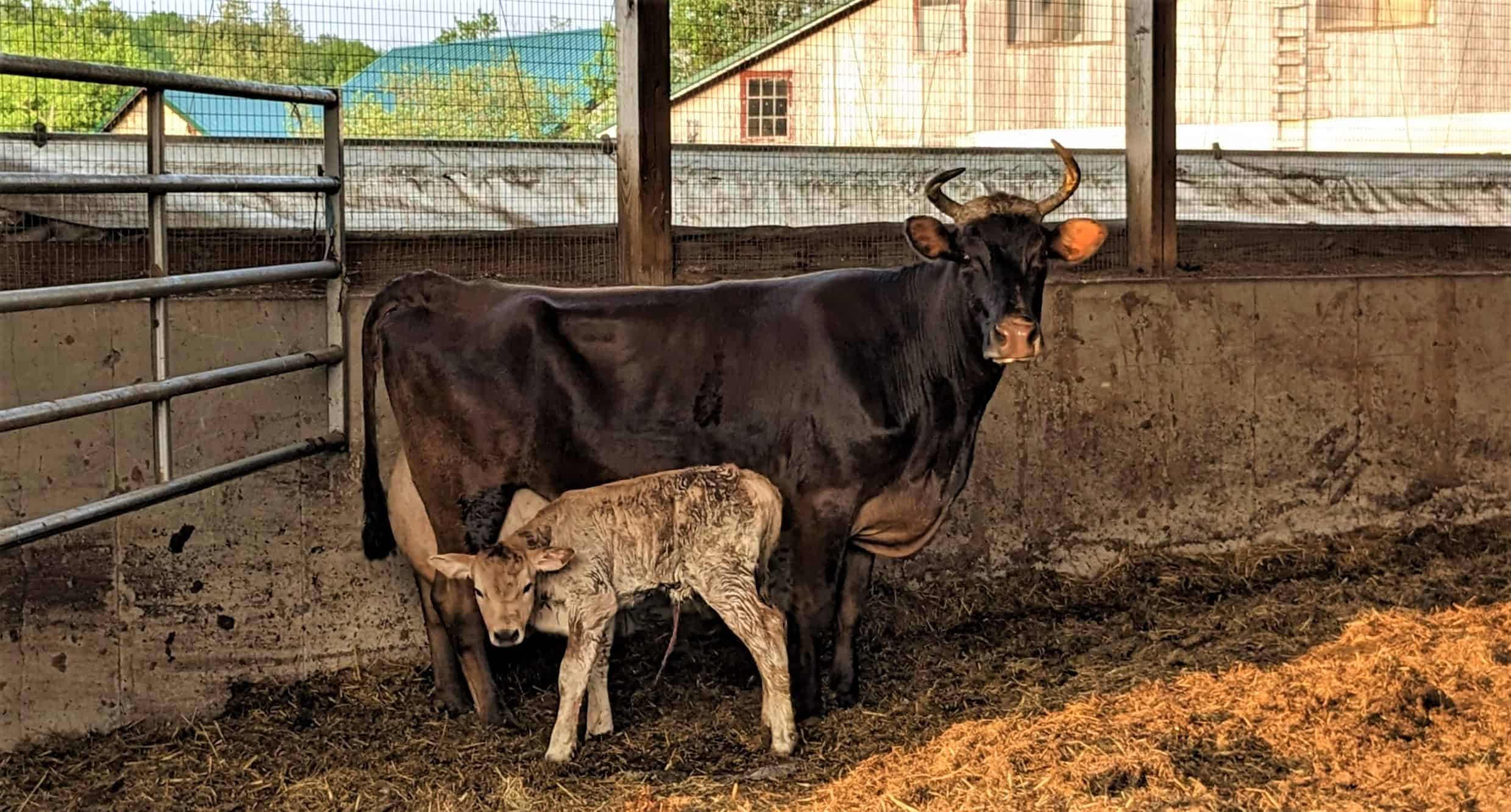 HV-cows image