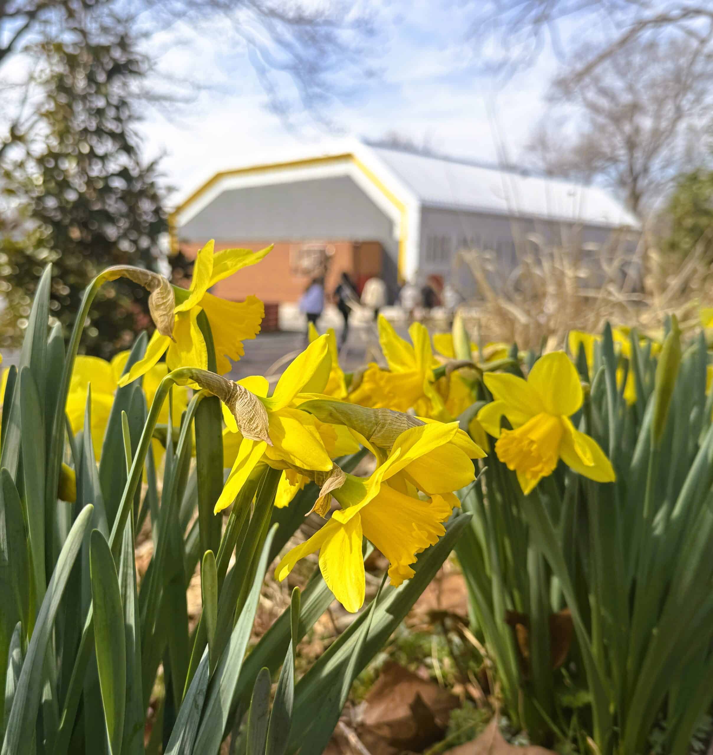 WWS-daffodils-2025-scaled image