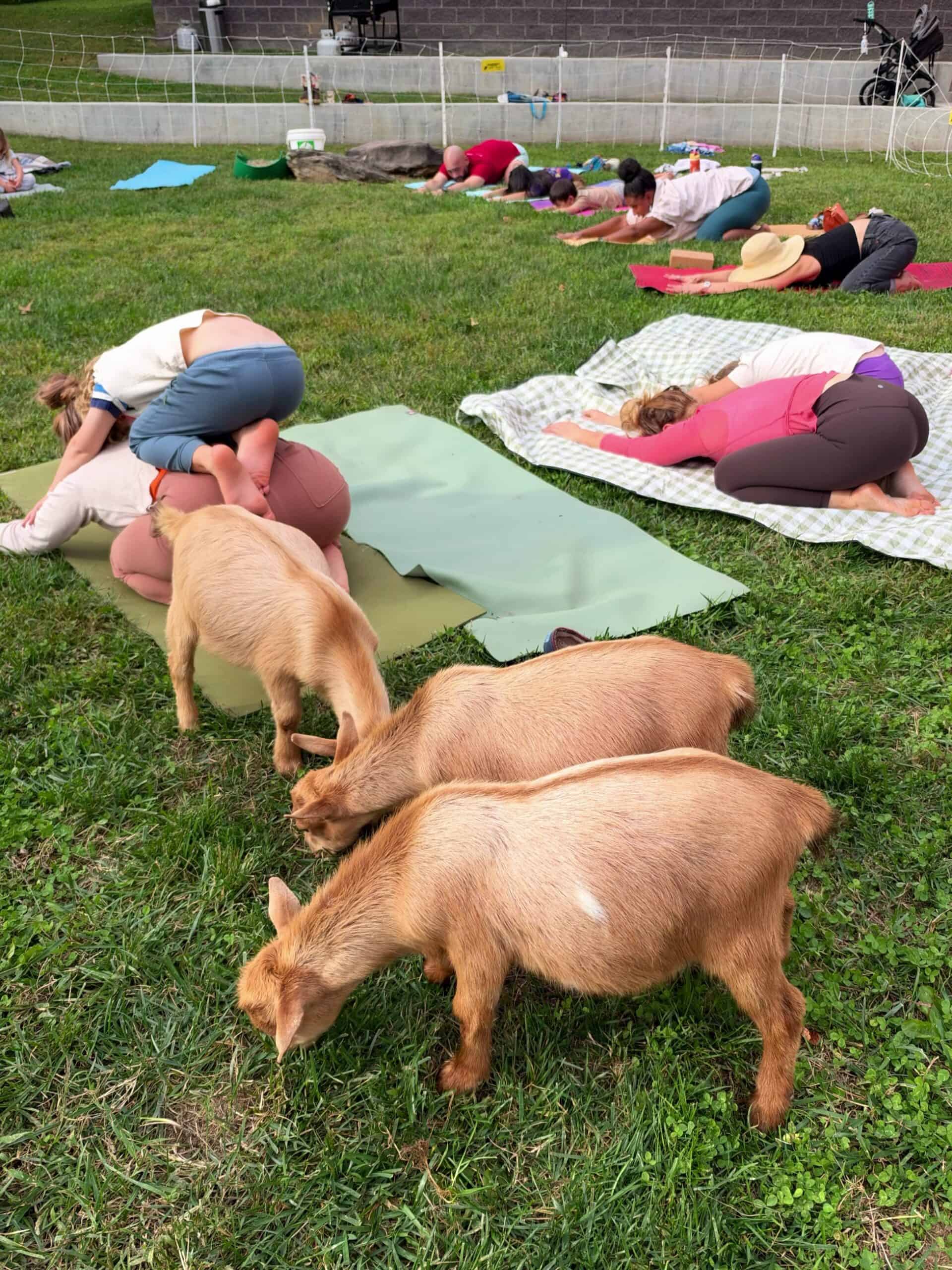 goat-yoga-2026-scaled image