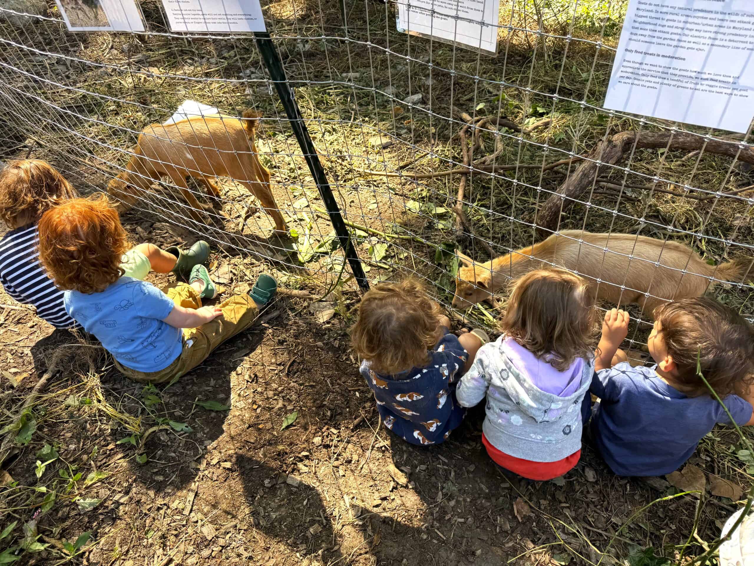 littles-and-goats-2026-scaled image